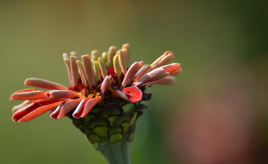 Herbstblüte