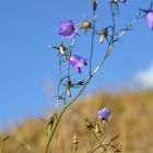 Herbstblüte