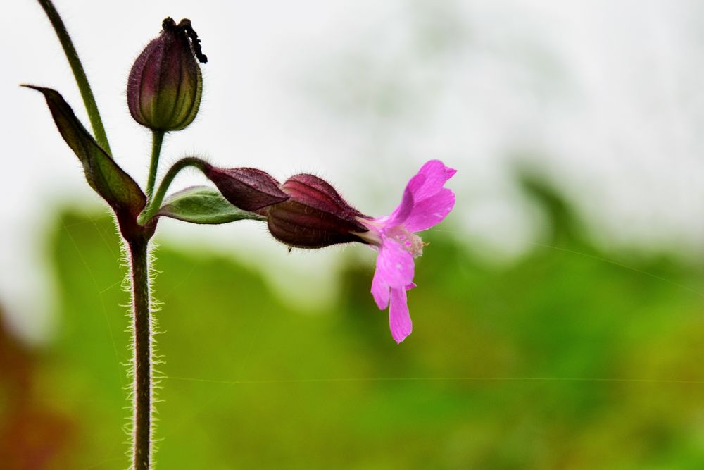 HerbsTblüTe