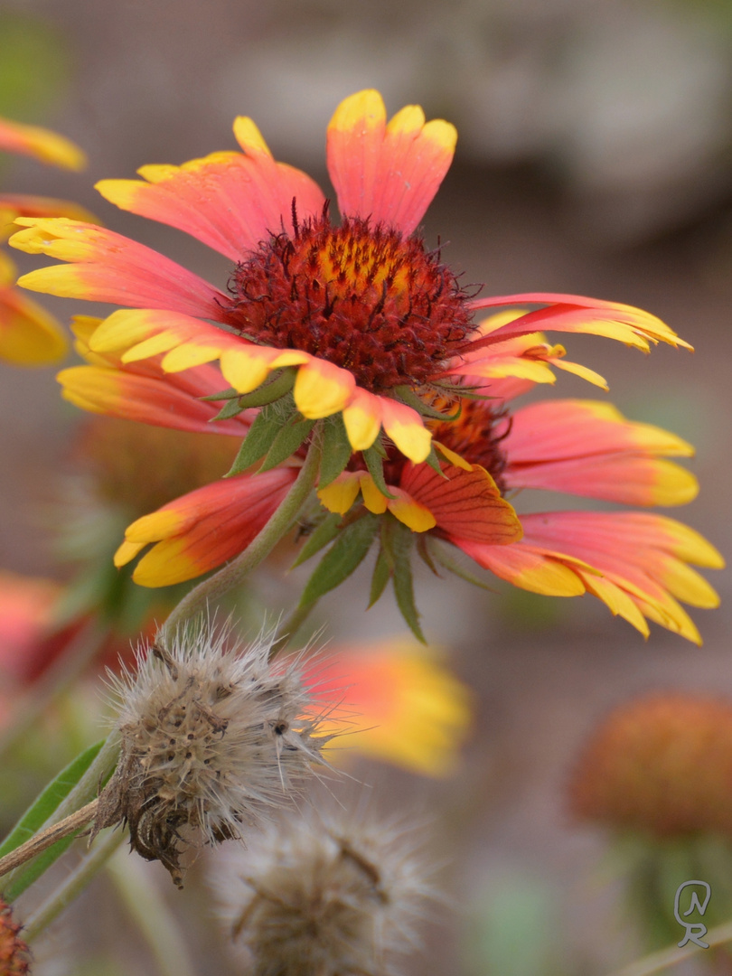 Herbstblüte