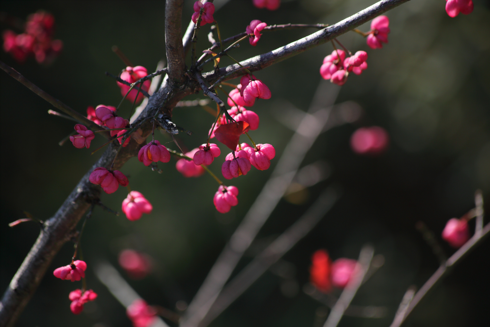 Herbstblüte