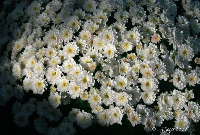 Herbstblüte