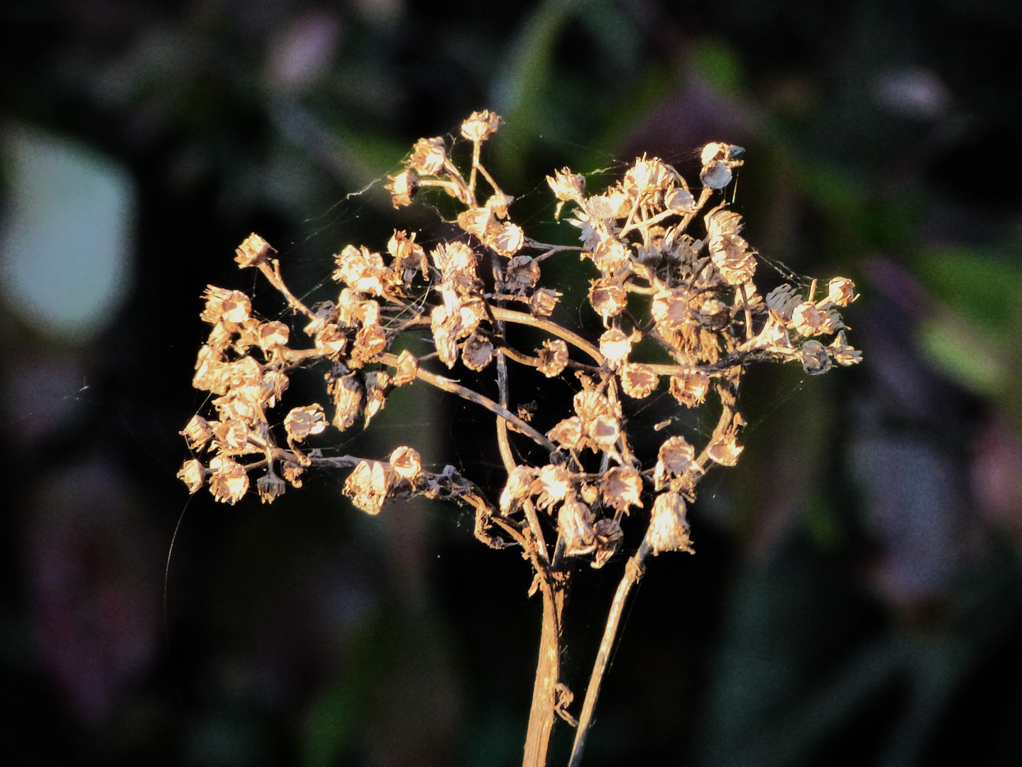 "Herbstblüte"