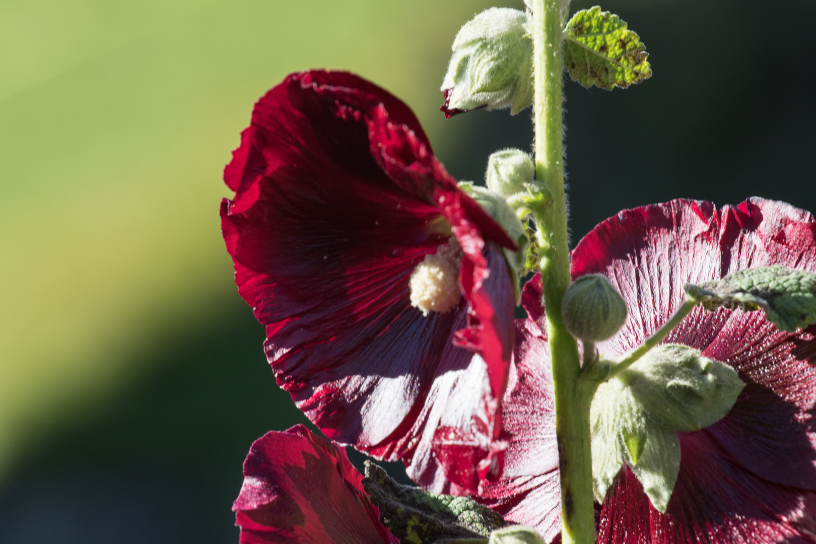 Herbstblüte