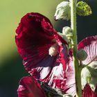 Herbstblüte