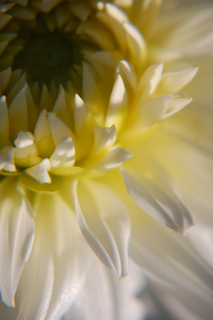 Herbstblüte