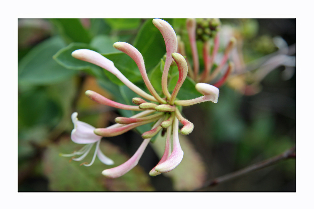 Herbstblüte III