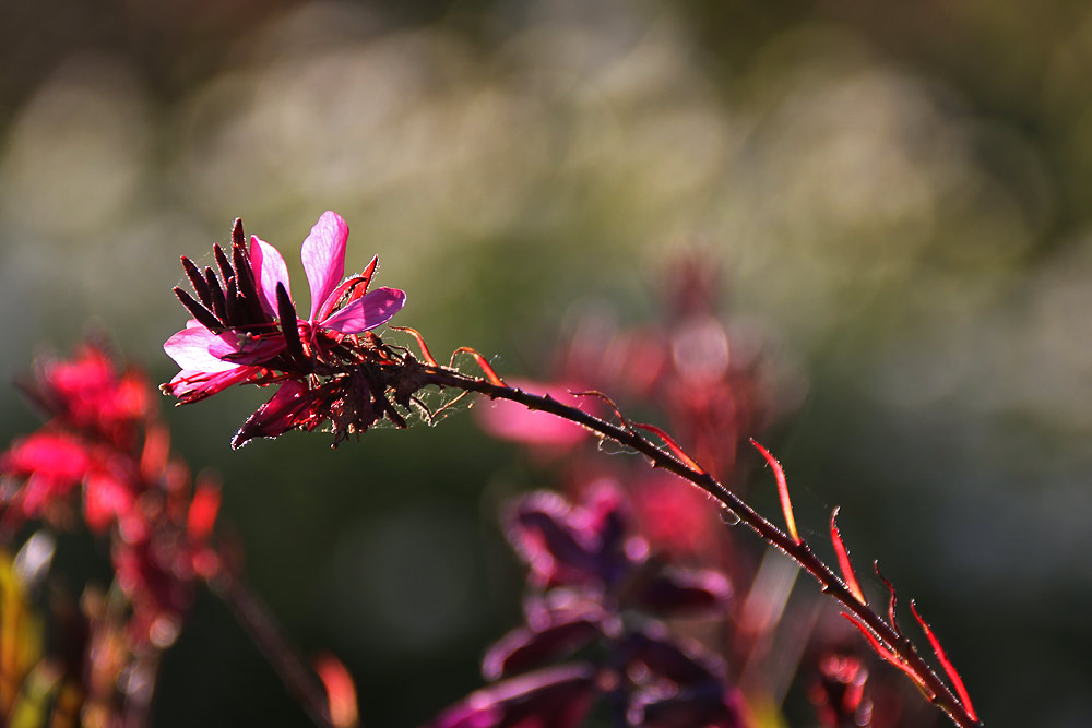 Herbstblüte im abendlichen Licht