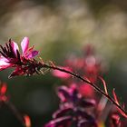 Herbstblüte im abendlichen Licht