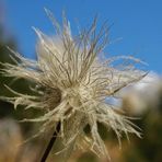 Herbstblüte im Val 'Err