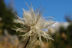 Herbstblüte im Val 'Err