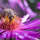 Herbstblüte mit Biene