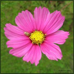 Herbstblüte mit Wanzenbesuch