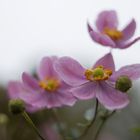 Herbstblüten