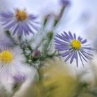 Herbstblüten