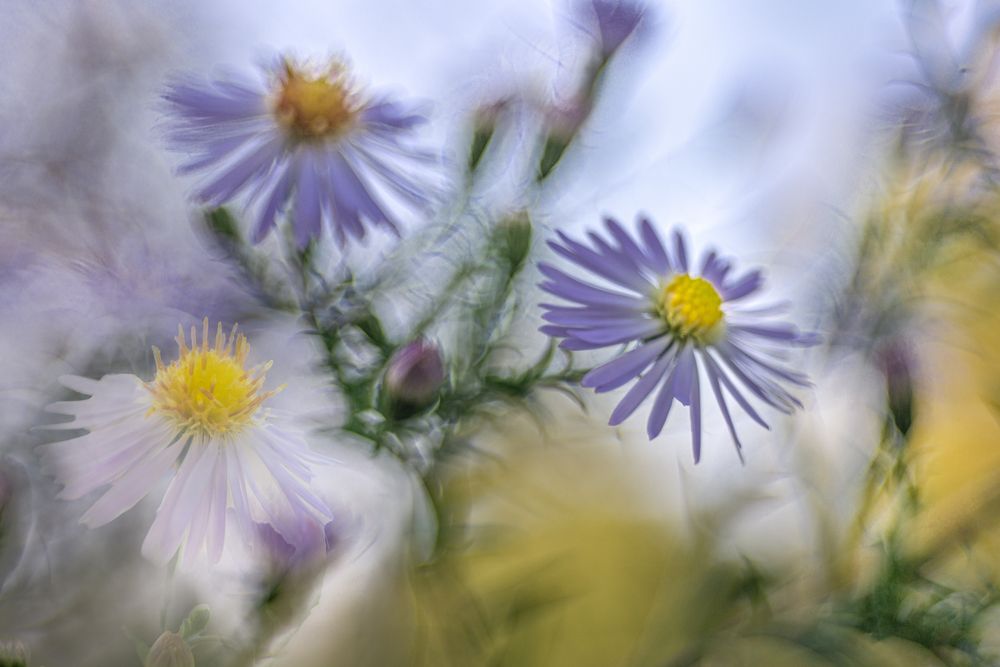 Herbstblüten