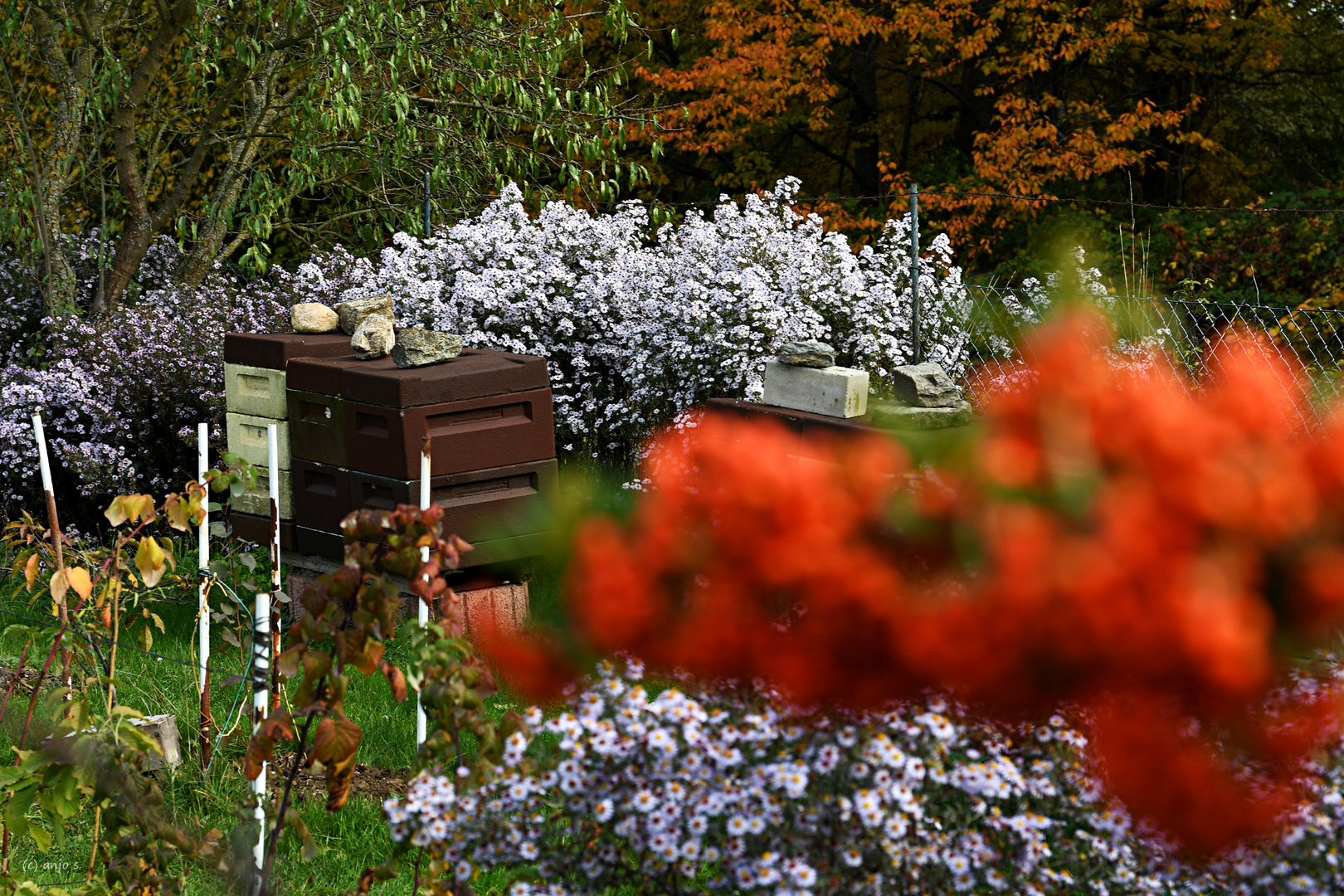 Herbstblüten (1)