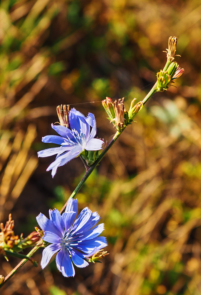 Herbstblüten