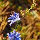 Herbstblüten