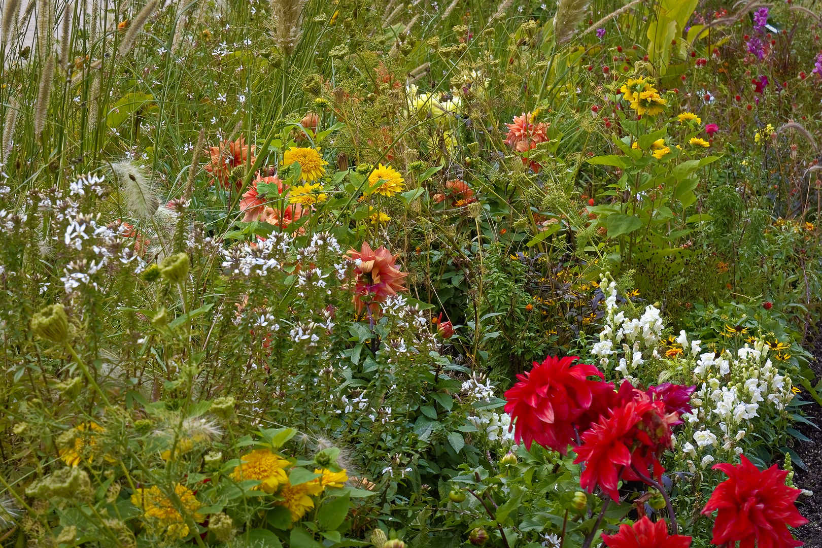 Herbstblüten