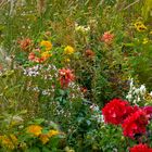 Herbstblüten