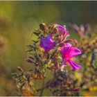 Herbstblüten