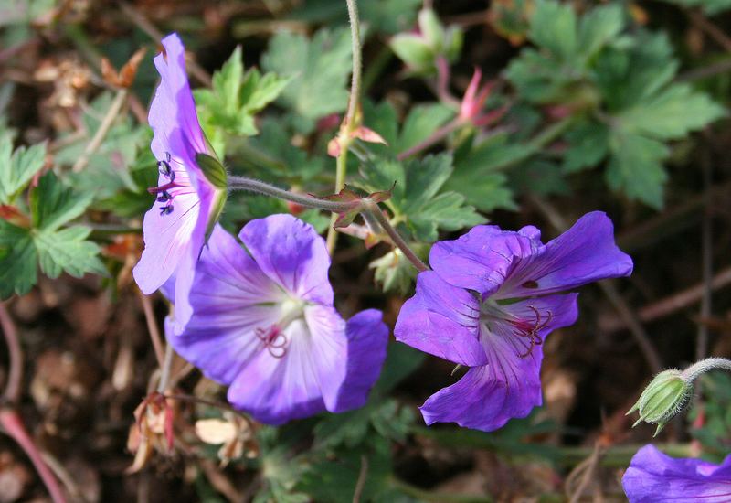 Herbstblüten