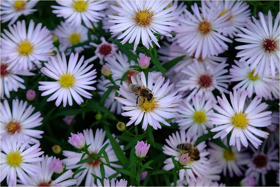 Herbstblüten