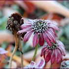 Herbstblüten