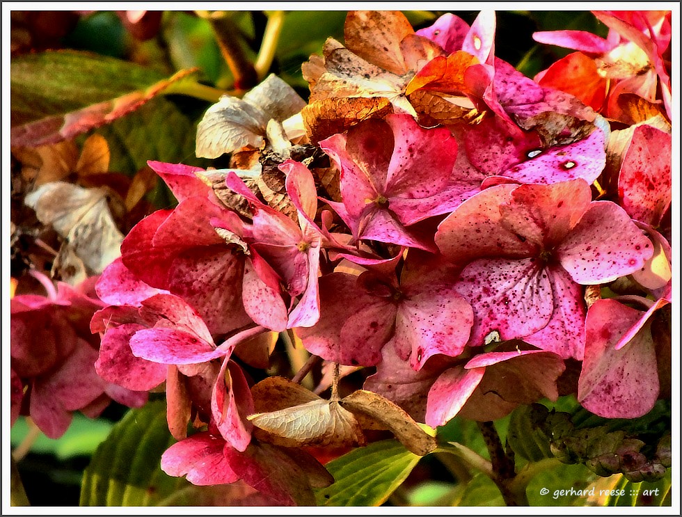 Herbstblüten *