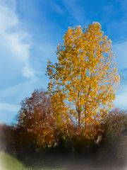 Herbstblüten