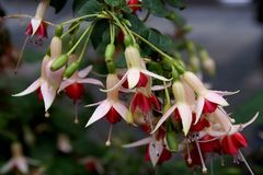 Herbstblüten