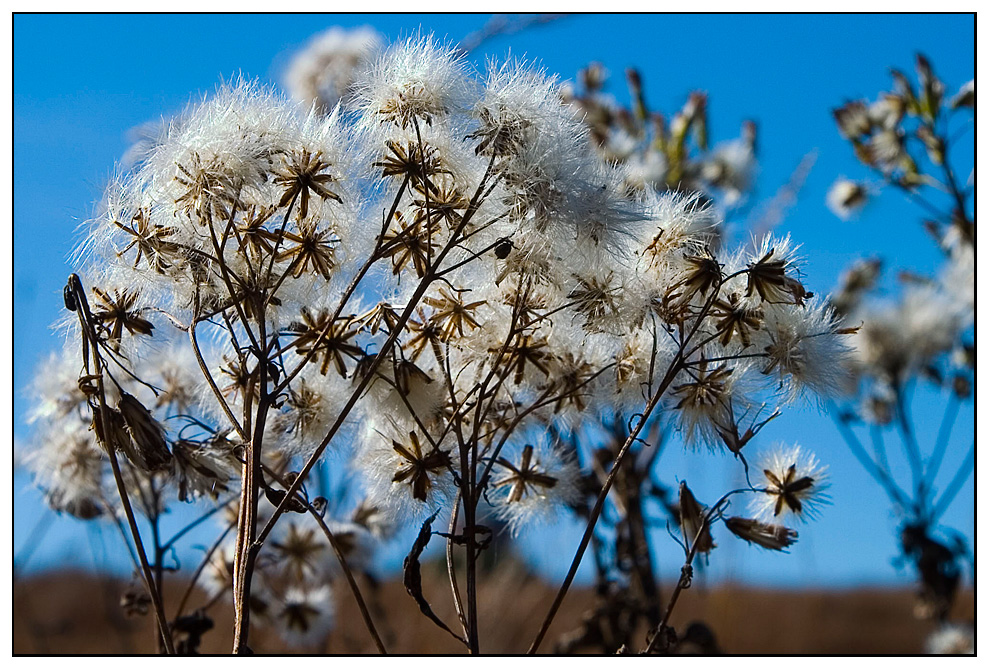 Herbstblüten