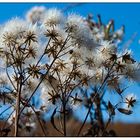 Herbstblüten