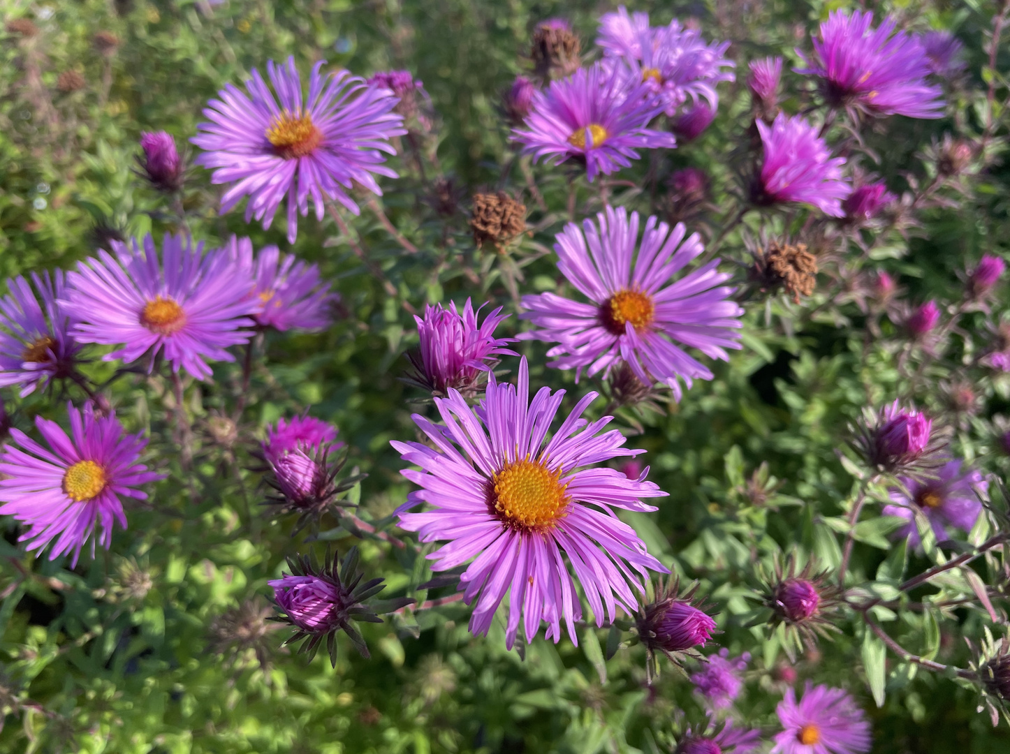 Herbstblüten