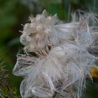 Herbstblüten