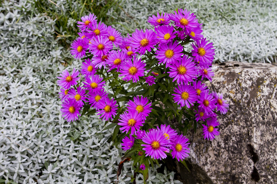 Herbstblüten