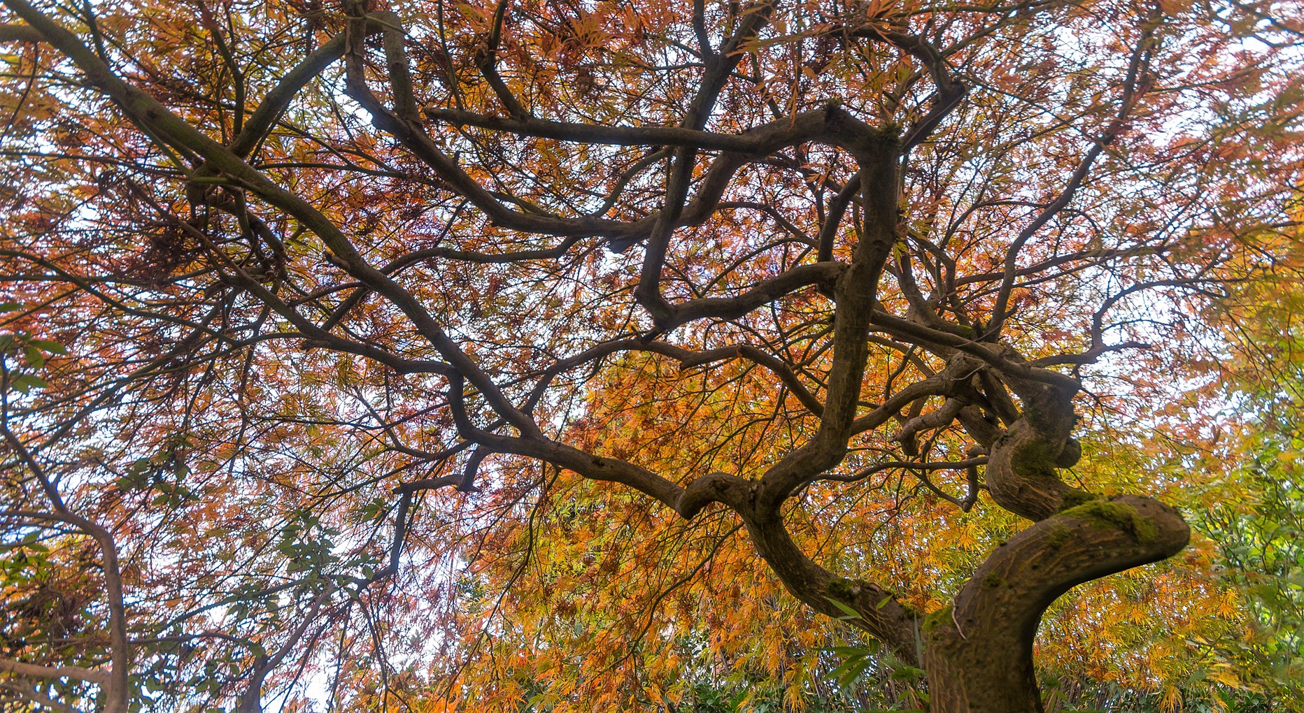 "Herbstblüten"