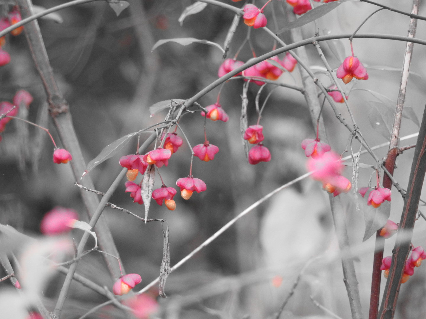 Herbstblüten