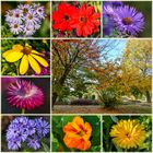 Herbstblüten aus dem Botanischen Garten Kassel