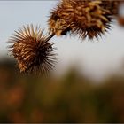 Herbstblüten