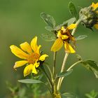 Herbstblüten