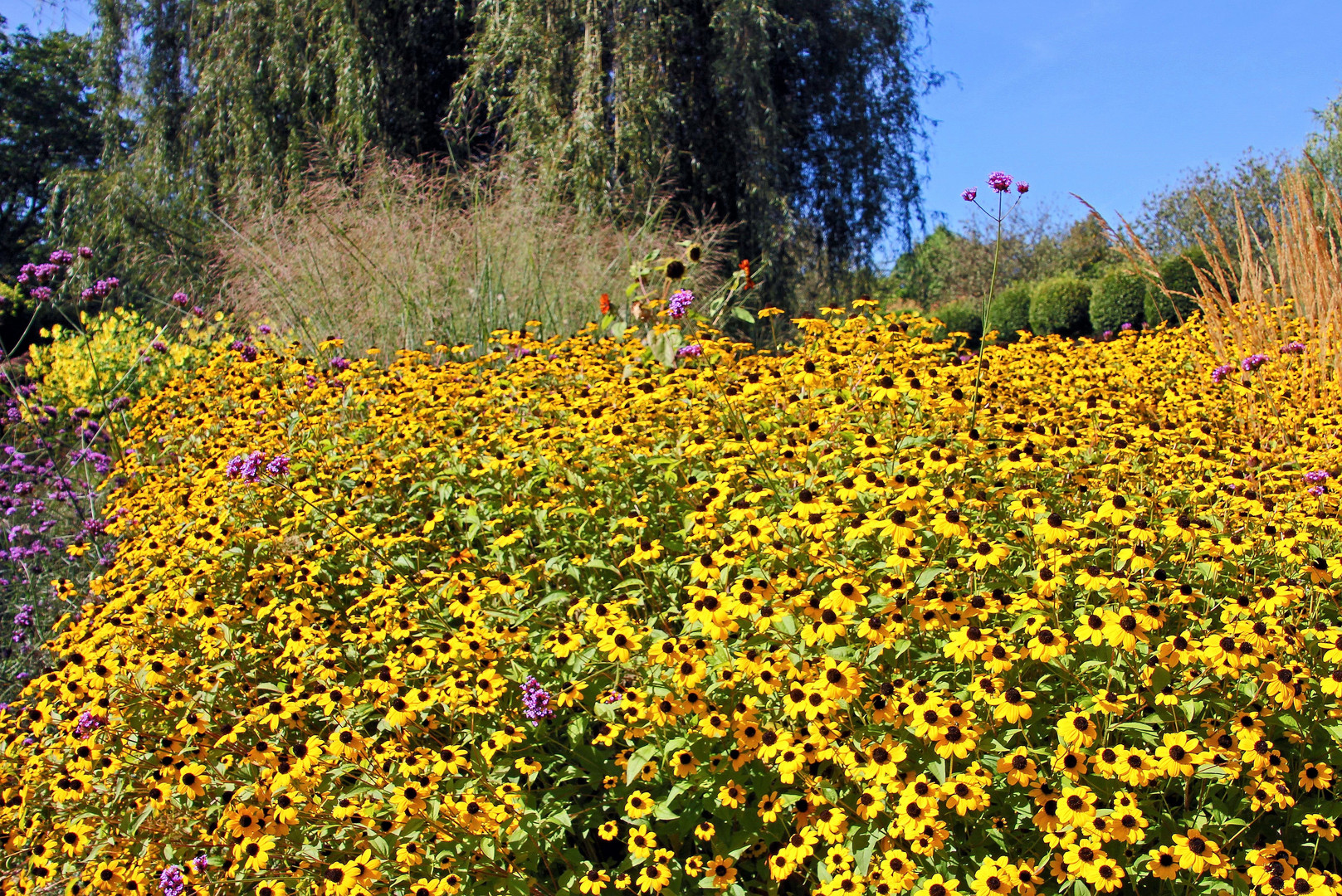 Herbstblüten