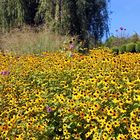 Herbstblüten