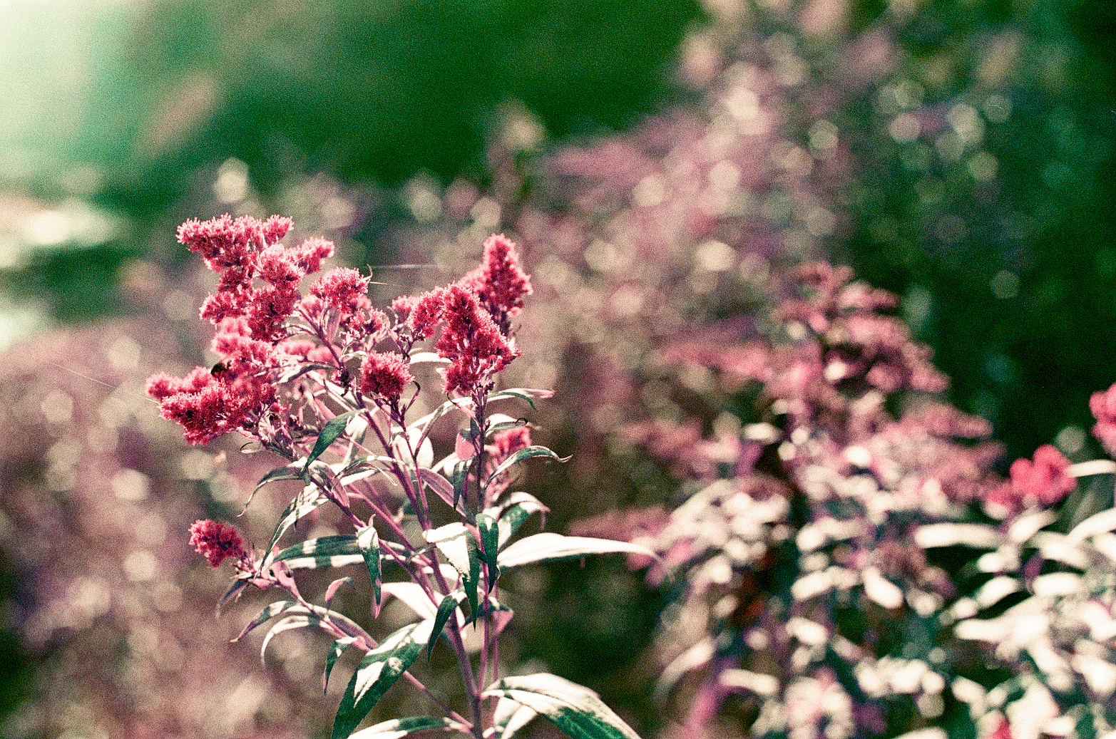 herbstblüten