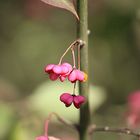 Herbstblüten