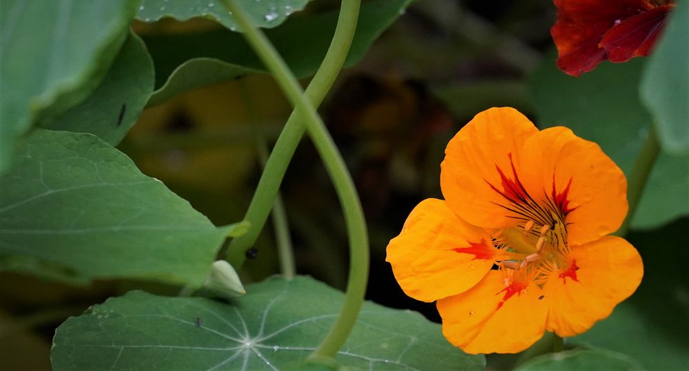 Herbstblüten