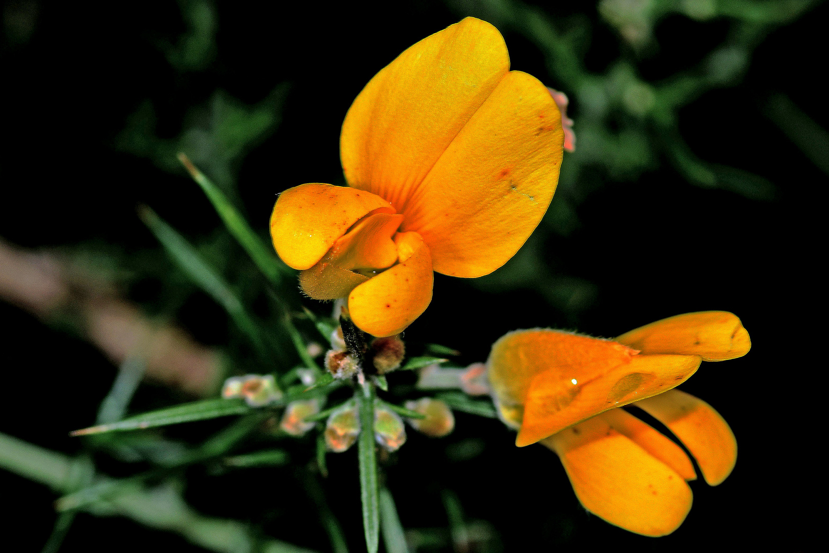 Herbstblüten