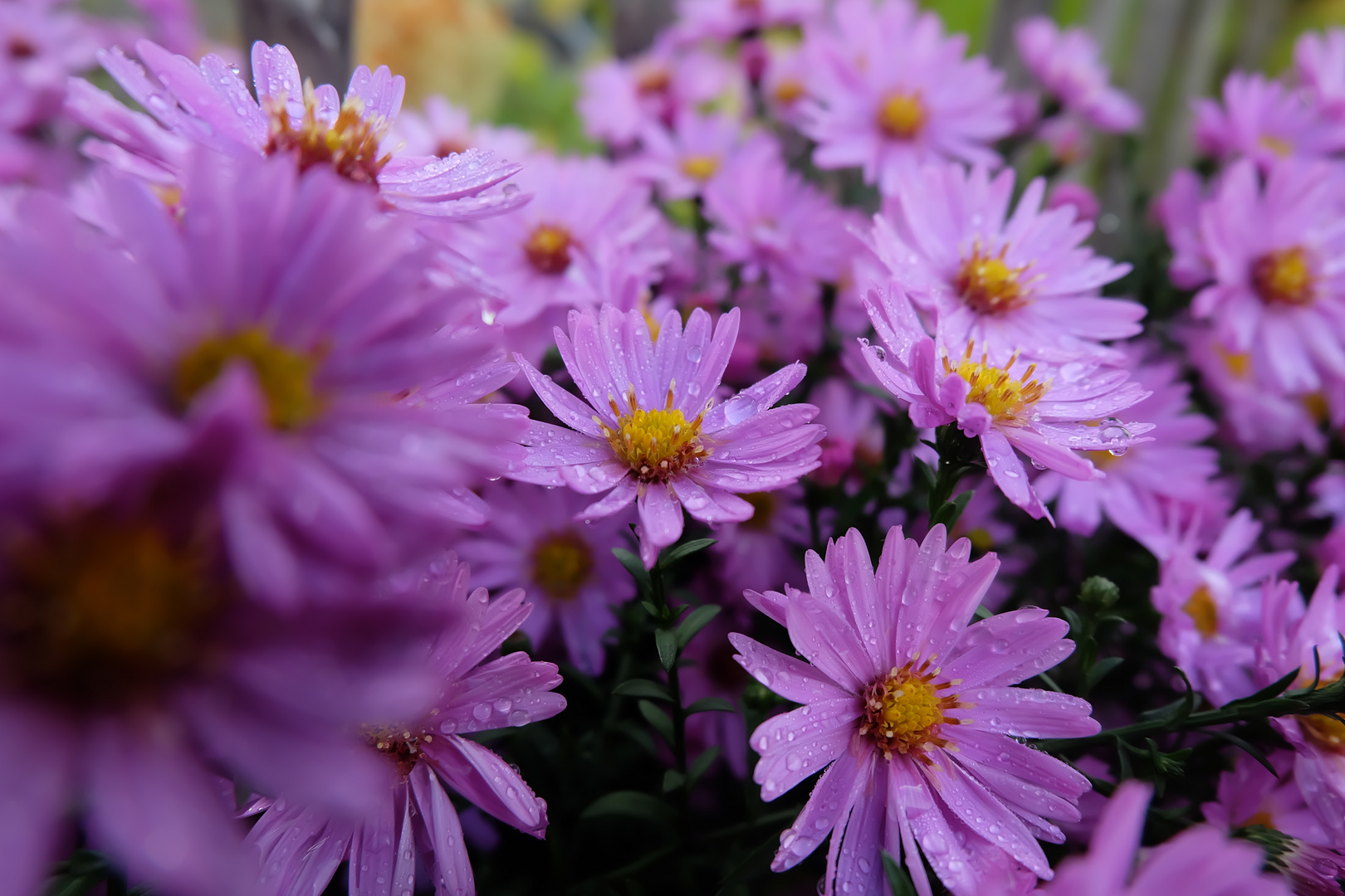 Herbstblüten