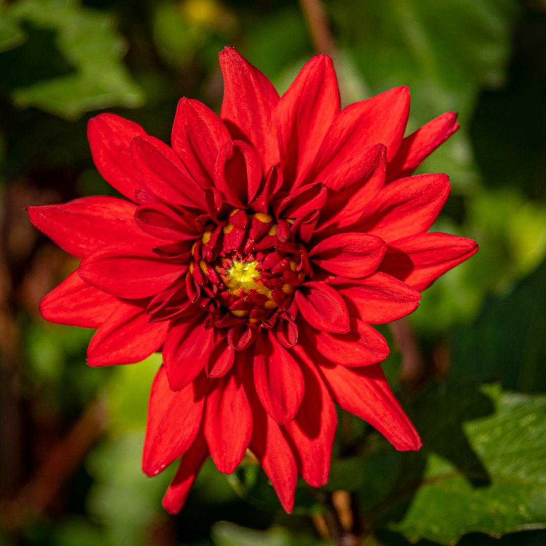 Herbstblüten II